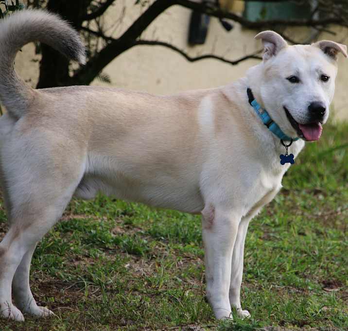 Photo of Wolfie