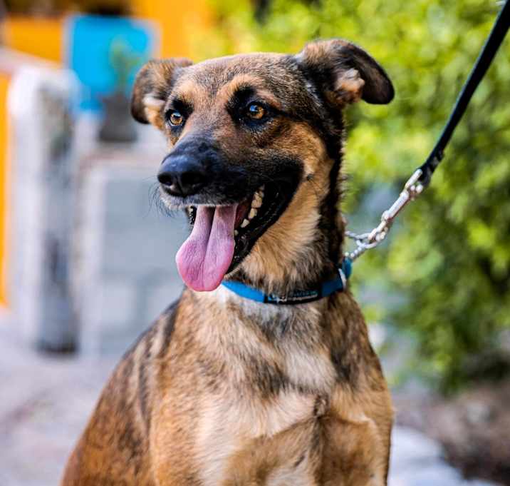 Photo of Chica