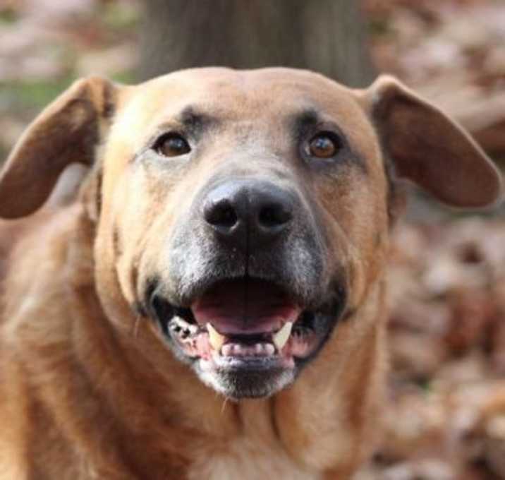 Photo of Buster