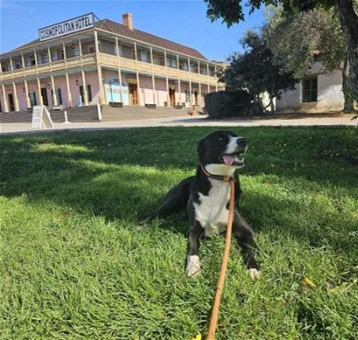 Photo of Chopper