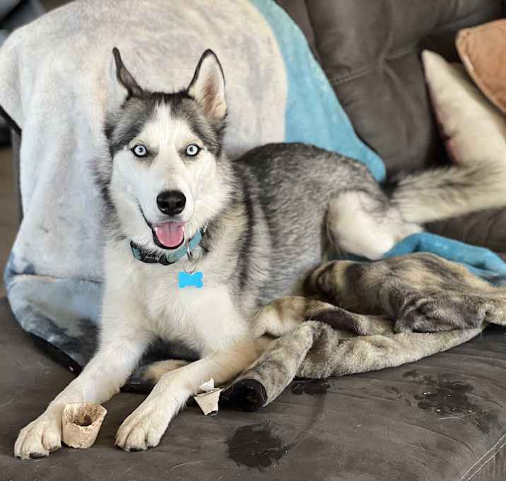 Photo of Boomer