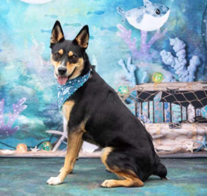 Photo of Kurama