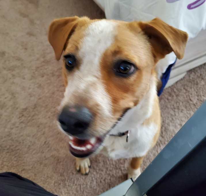Photo of Scarlett