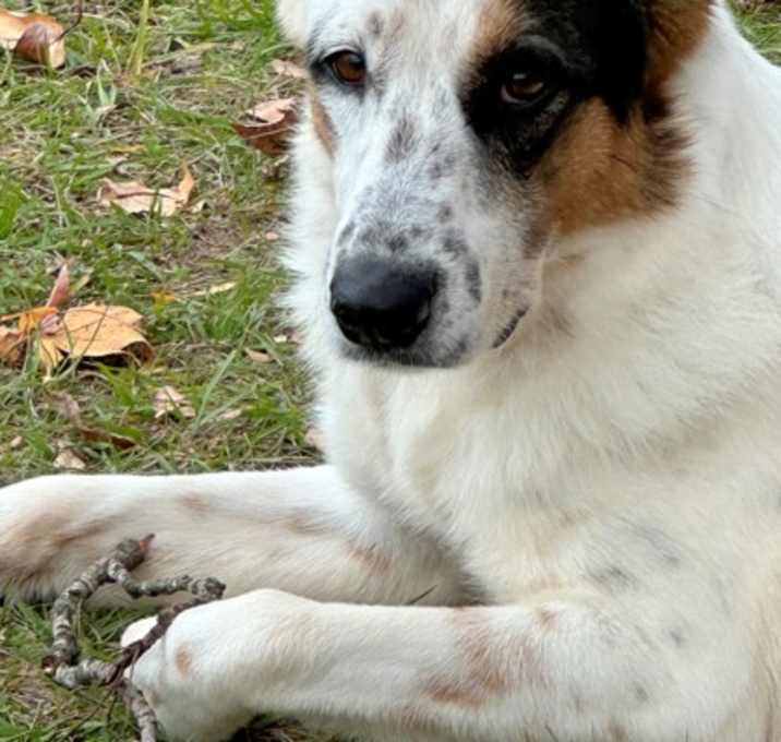 Photo of Angel