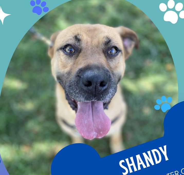 Photo of Shandy
