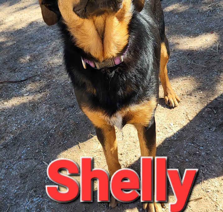 Photo of Shelly