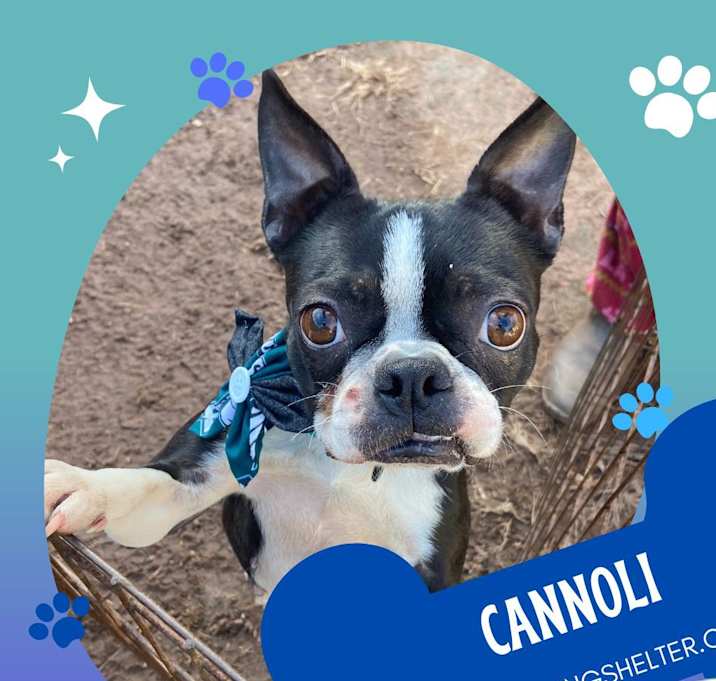 Photo of Cannoli