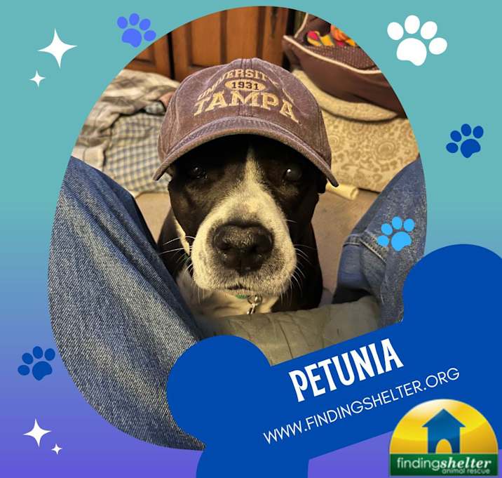 Photo of Petunia