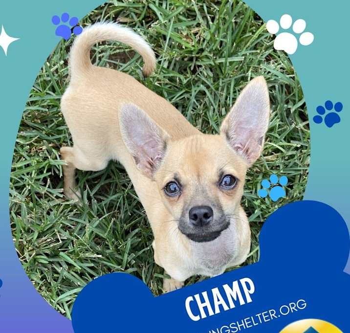 Photo of Champ