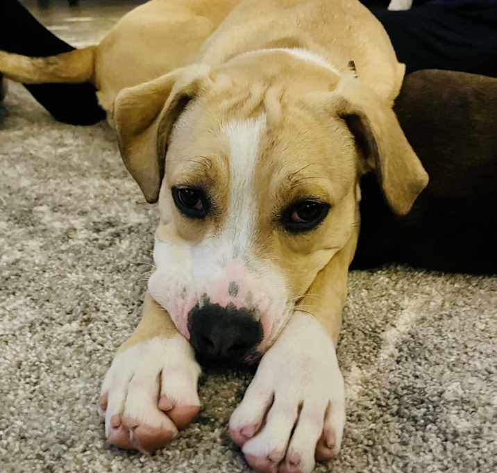 Photo of Ruby