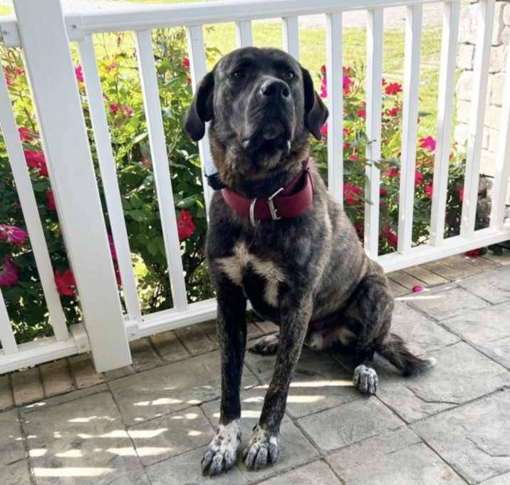 Photo of Muddy