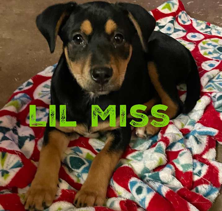 Photo of Lil Miss