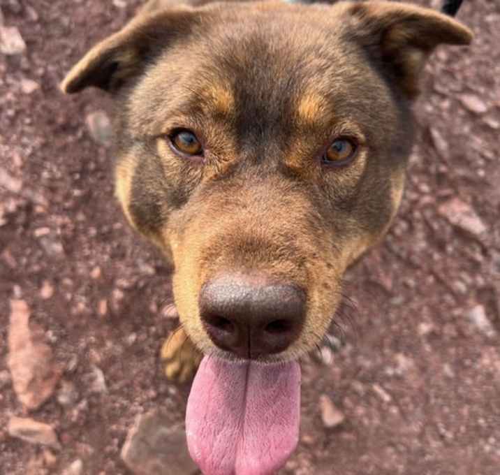 Photo of Bear (Courtesy post)