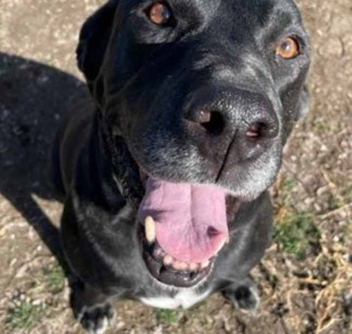 Photo of Leo (Lab)
