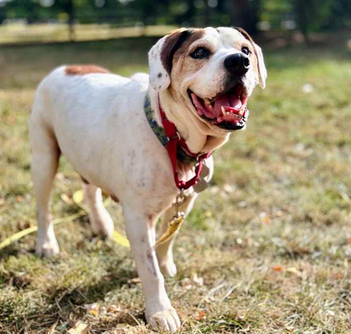 Photo of Basil