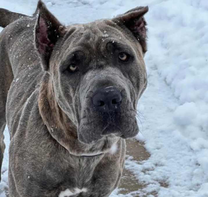 Photo of Mocha