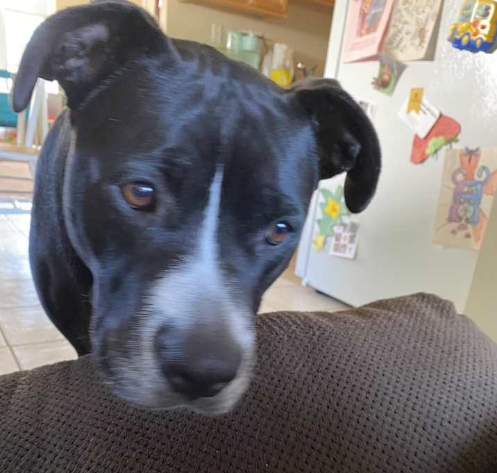 Photo of Bo