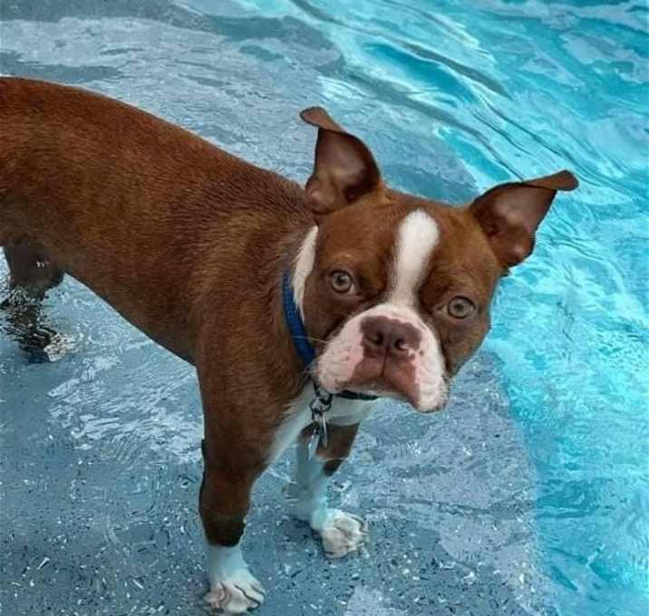 Photo of Buster