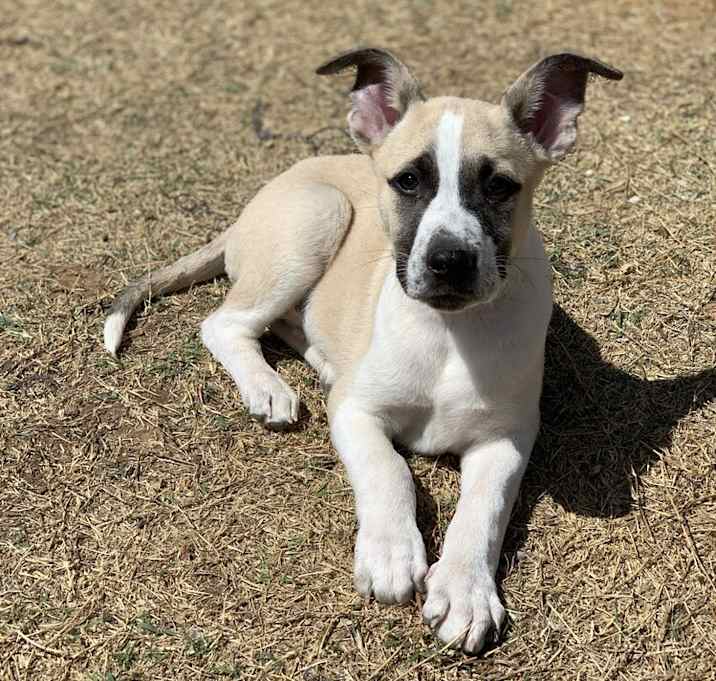 Photo of Pretzel