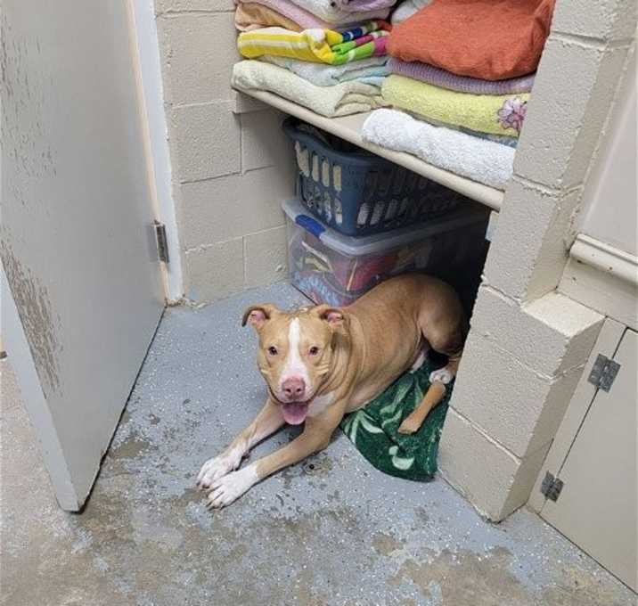 Photo of Archer