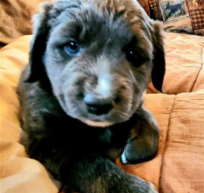 Photo of Carl (adoption pending)