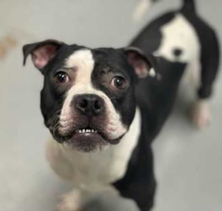 Photo of Bo