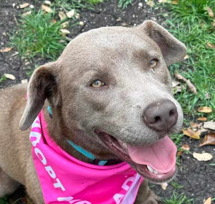 Photo of Snickers