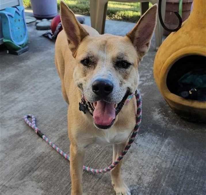 Photo of Miss Josey Joe - In Foster Care