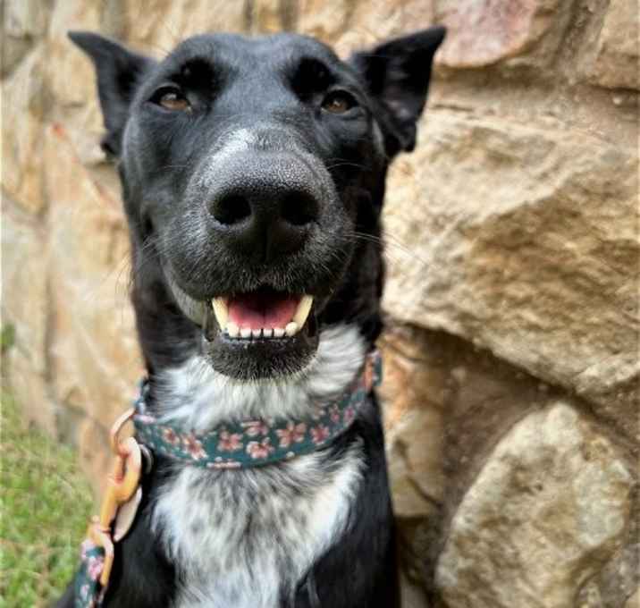 Photo of Dahlia