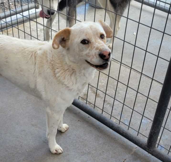 Photo of Buddy