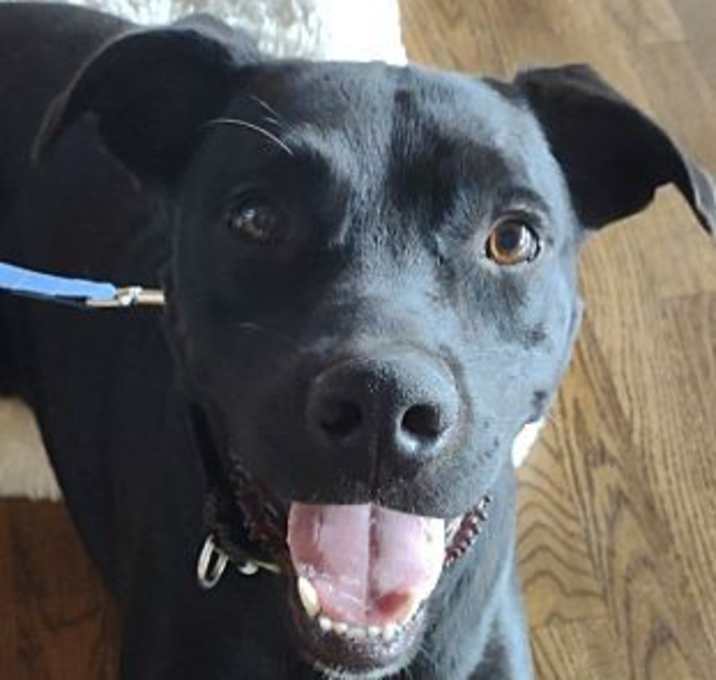 Photo of Romeo