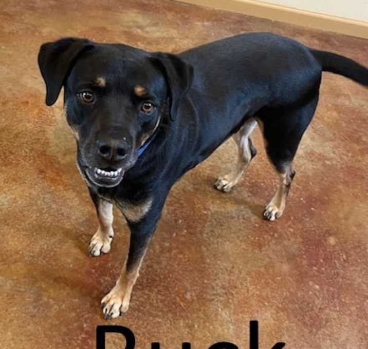 Photo of Buck