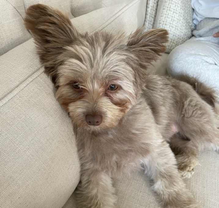 Photo of Louis