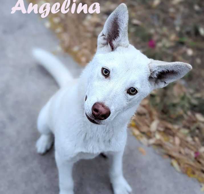 Photo of Angelina Jolly