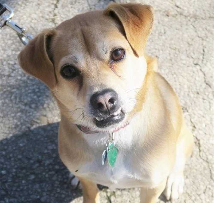 Photo of Beau The Barbarian - DNA tested