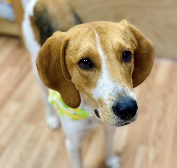 Photo of Lucky