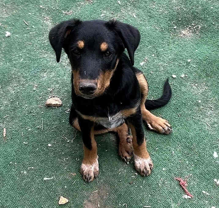 Photo of Birdie
