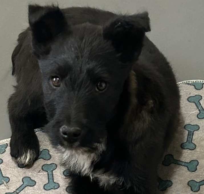 Photo of Blade