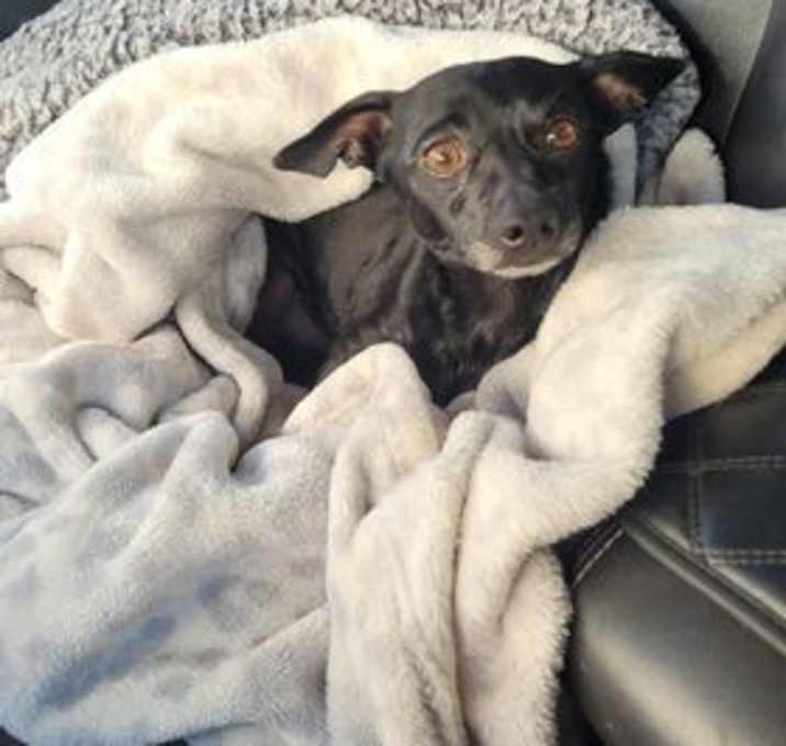 Photo of BUSTER