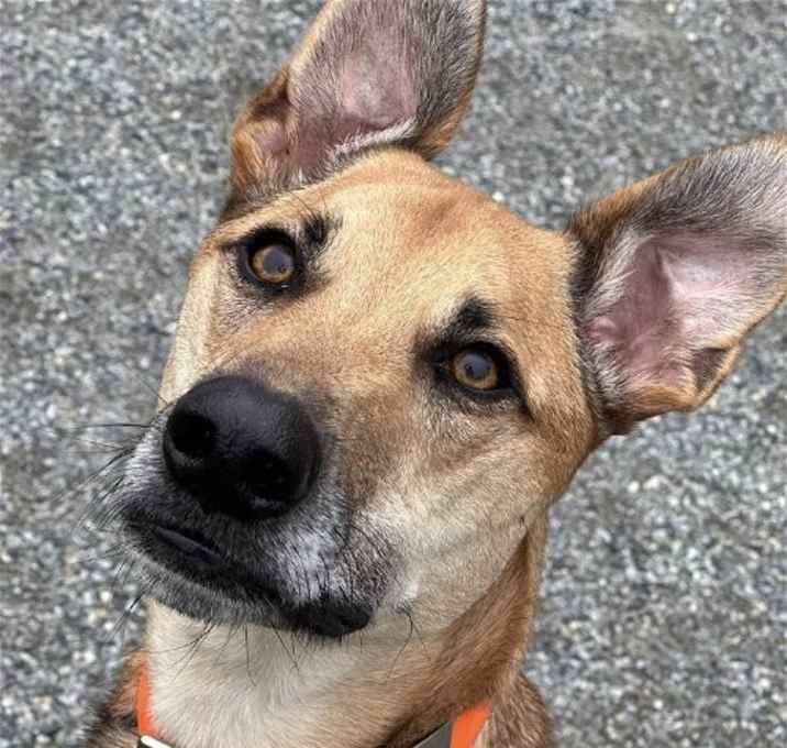 Photo of Clover
