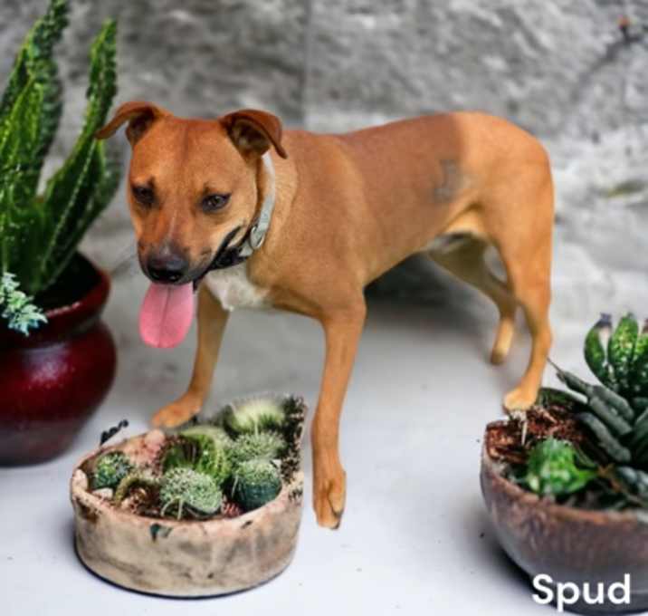 Photo of Spud