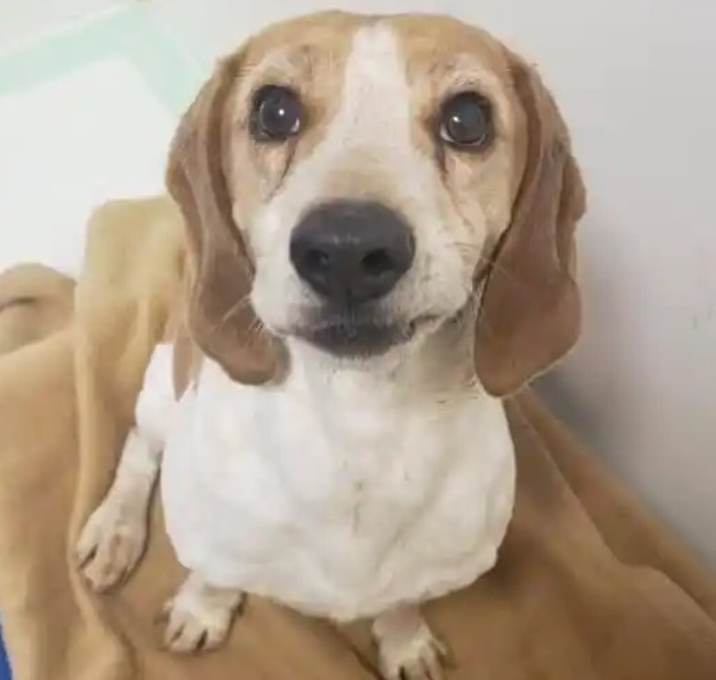 Photo of Bad Beagle Bo