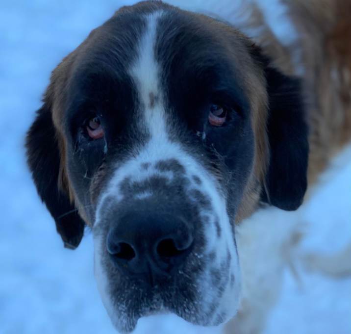 Photo of Dixie
