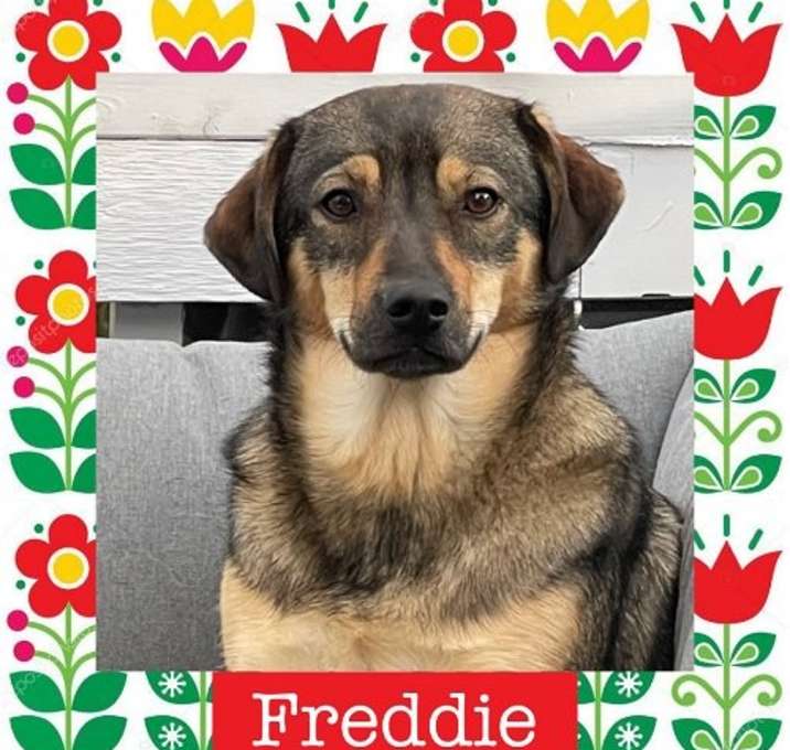 Photo of Freddie