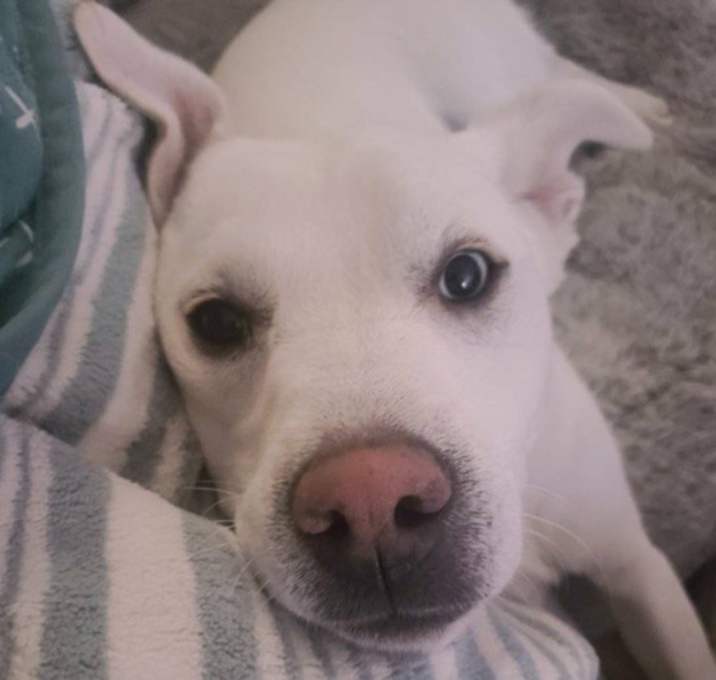 Photo of Jalapeno**Foster Home**
