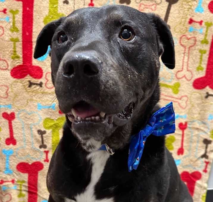Photo of Blue