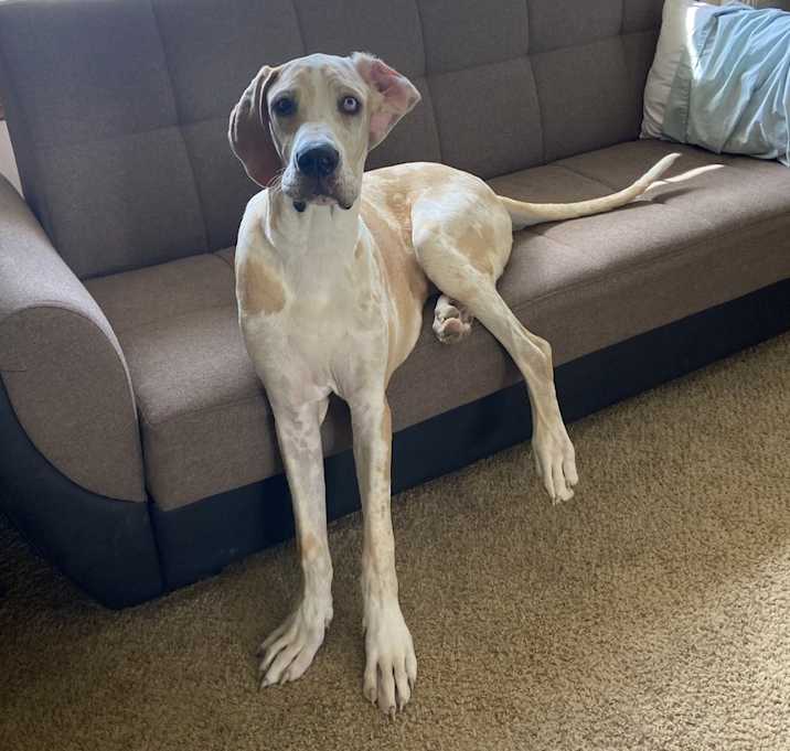 Photo of Dane Dawgs : Quinn