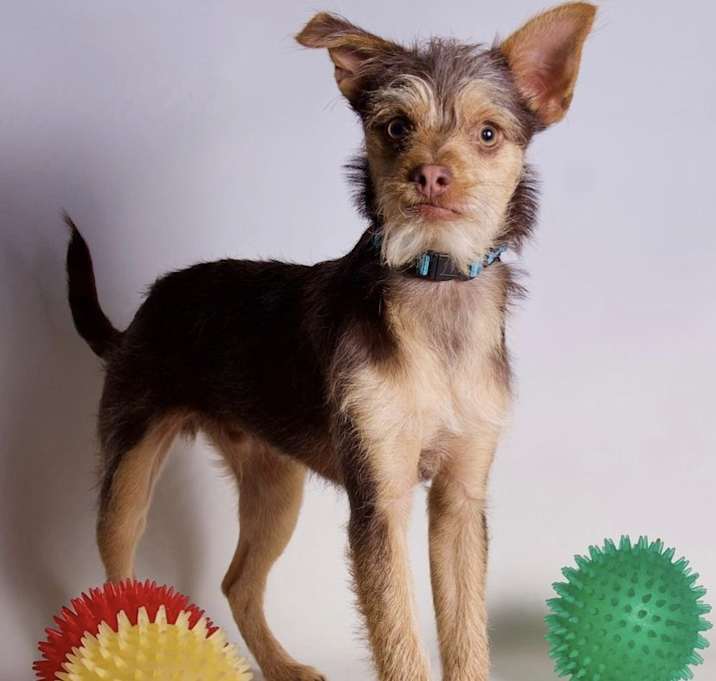 Photo of Cosmo