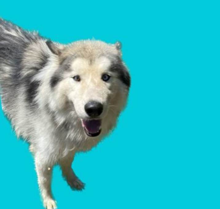 Photo of Chance