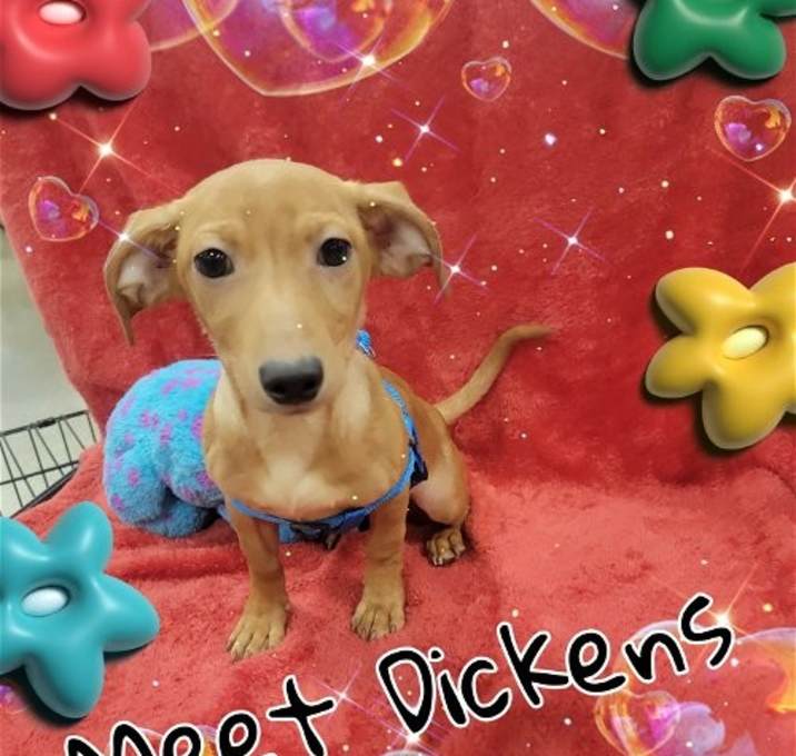 Photo of Dickens